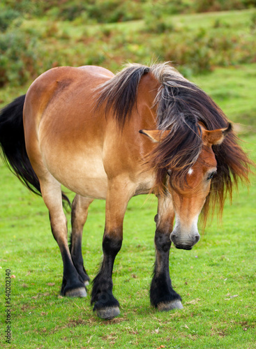 Caballo de monte del pais vasco. Raza en peligro de extincion