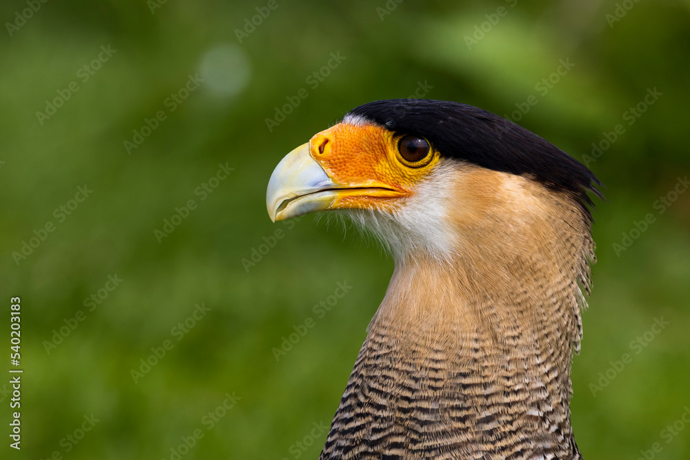 Caracara portrait against bokeh background