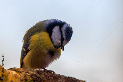 Blue tit sitting on brench looking down