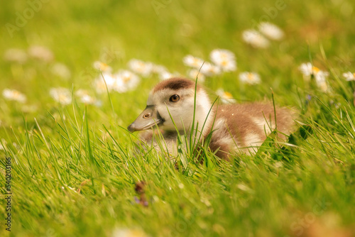 Baby goose playing hide and seek © Karin