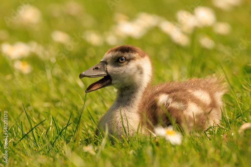 Baby goose talking in a field