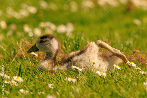 Baby Goose stretching his leg