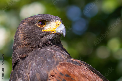 Portrait of a falcon