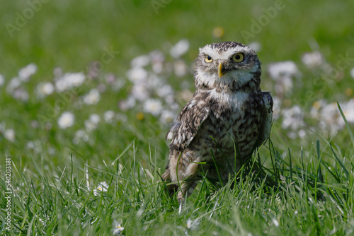 Rabbit owl in a flower field