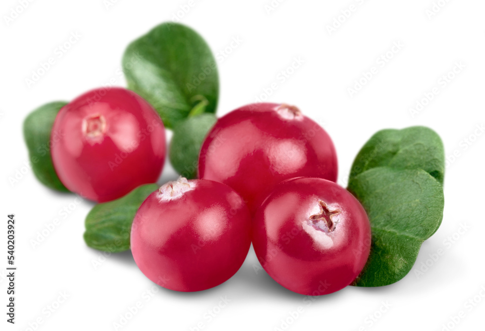 Cranberries Stock Photo Adobe Stock