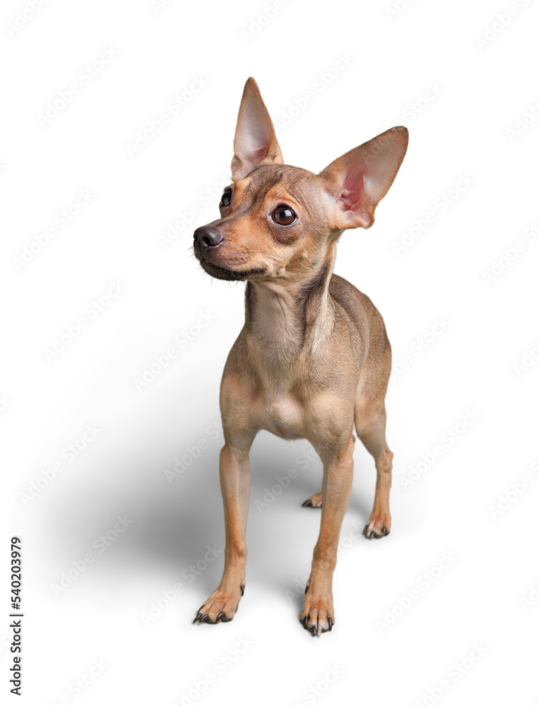 Chihuahua dog sitting on a white background