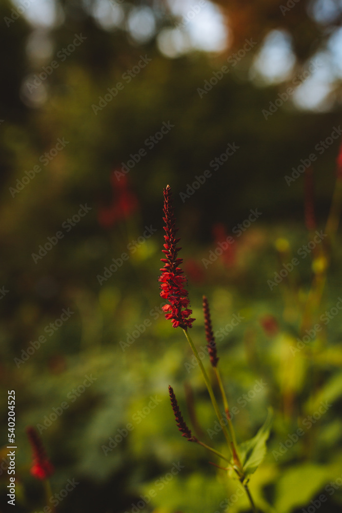 Fototapeta premium Red autumn flower