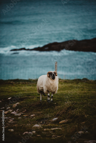 sheep on the beach photo