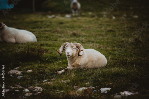 white sheep horns in field photo