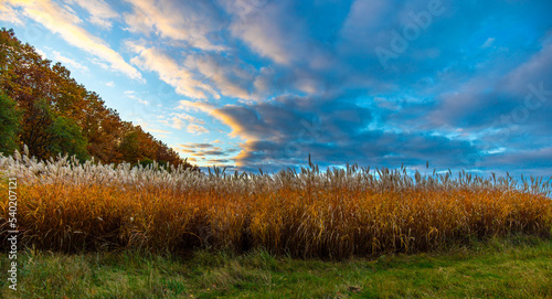 Schilf im Sonnenuntergang im Herbst am Waldrand photo