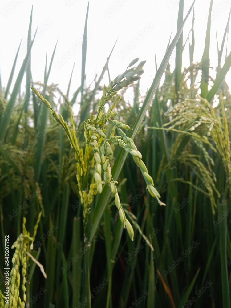 Naklejka premium Fresh Green Rice Field Wallpaper