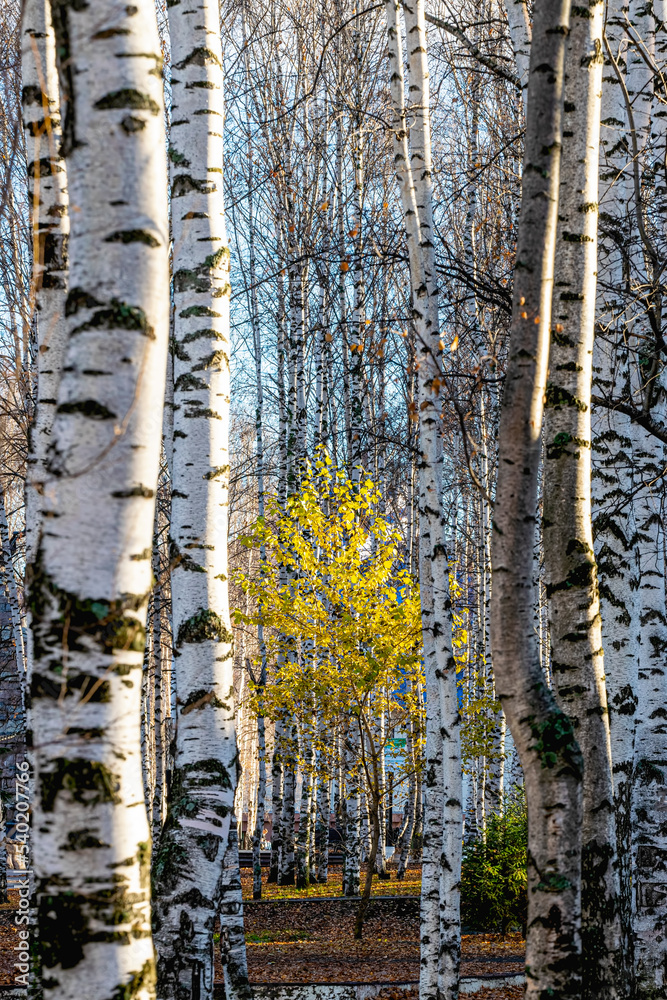 Fototapeta premium A shrub with yellow leaves against the background of white birch trunks in an autumn park