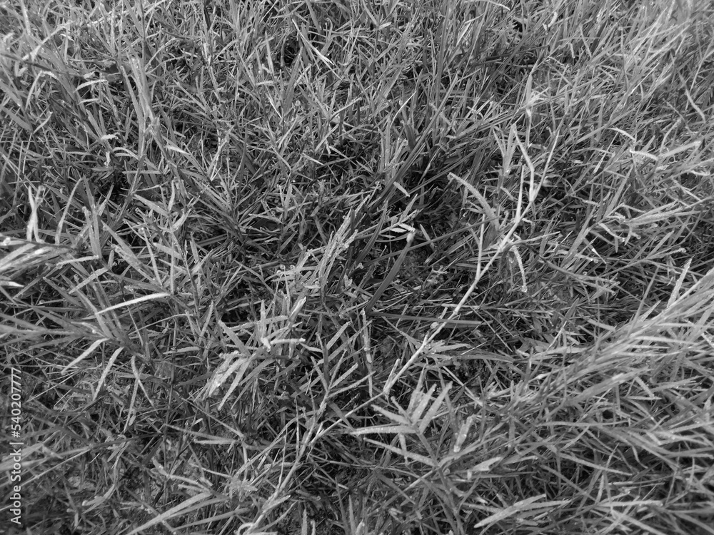 Black And White Grass Field Background Black And White Grass Field Background