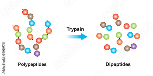 Scientific Designing of Erepsin Enzyme Effect on Amino Acid Molecule. Vector Illustration. photo
