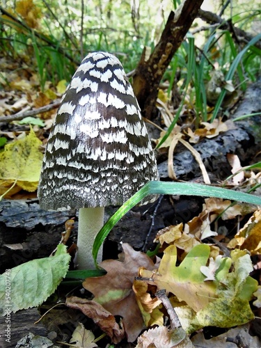 Centipede mushroom - Coprinus picaceus.  inedible mushroom grows in the autumn forest against the background of fallen leaves photo