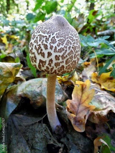 Umbrella mushroom - Macrolepiota procera with cap not yet open. mushroom umbrella grows in the autumn forest