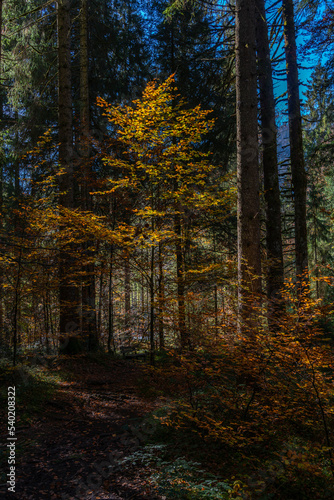 Sonnenstrahlen beleuchten die farbigen Blätter der herbstlichen Laubbäume im dunklen Wald. Farbige Buche im Märchenwald im Bregenzerwald, Vorarlberg. Der Herbst zeigt alle Farben! © Dieter