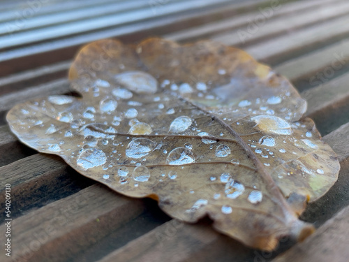Krople wody na jesiennym liściu dębowym o widocznej strukturze