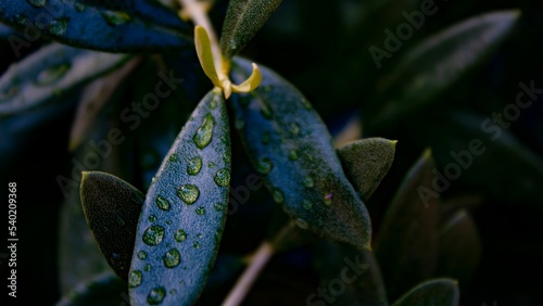 Closeup shot of water drops on olive tree leaves