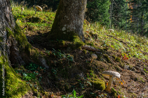 weiss brauner Parasol, grosser Pilz in der Wiese unter einem Baum, Esspilz auf der herbstlichen Wiese, Speisepilz photo