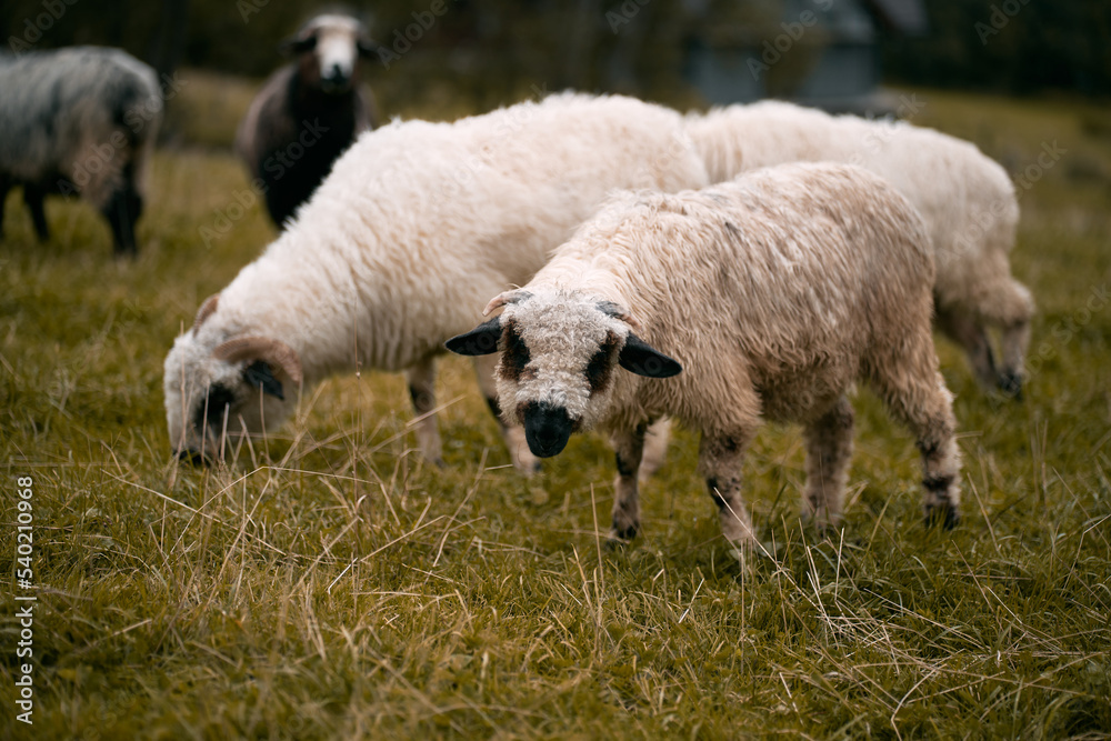 Lambs farm. Herd of sheep outside. Concept of rural life and agriculture. Lambs farm. Herd of sheep outside. Concept of rural life and agriculture.