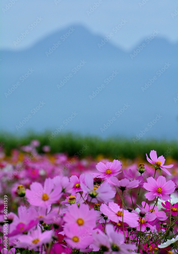 『鼻高展望花の丘』の秋桜と榛名山 『鼻高展望花の丘』の秋桜と榛名山
