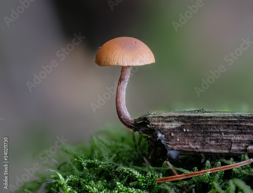Gifthäublinge (GALERINA MARGINATA) 