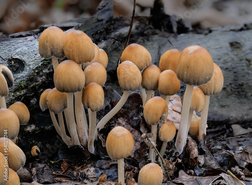 Glimmertintling (COPRINELLUS MICACEUS) photo