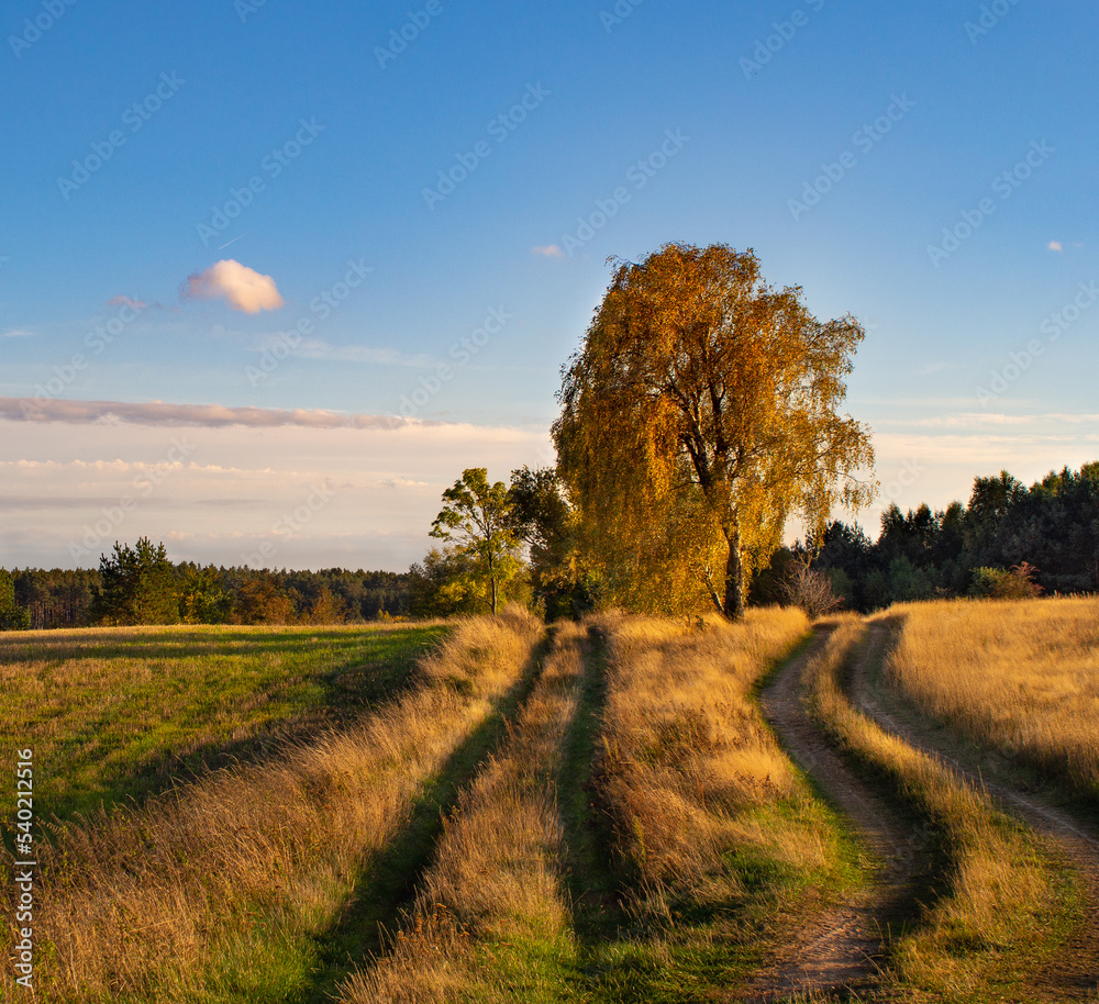 Obraz premium jesienna droga na polach