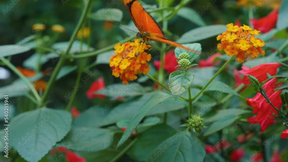 Close up of julia butterfly sitting on a flower. Close up of julia butterfly sitting on a flower.