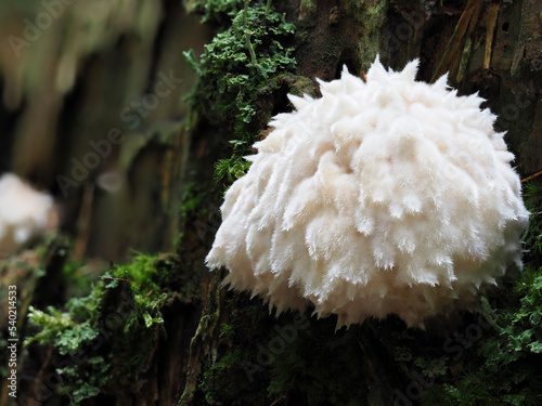 Gelbbrauner Polsterpilz (Ptychogaster albus)