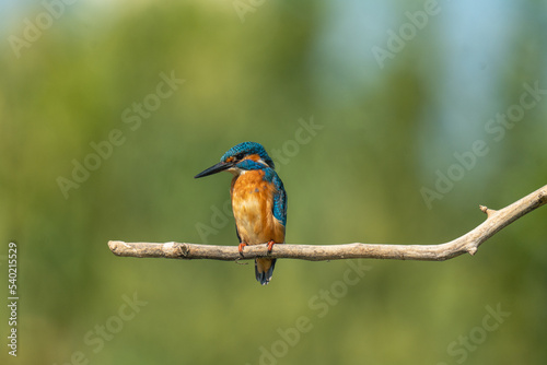 kingfisher on branch © Ehud