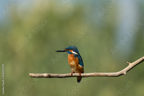 kingfisher on the branch © Ehud