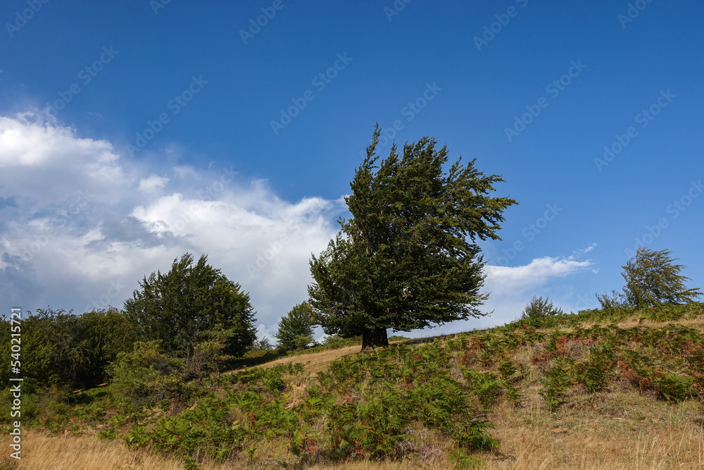 Obraz premium Simple nature landscape in summer