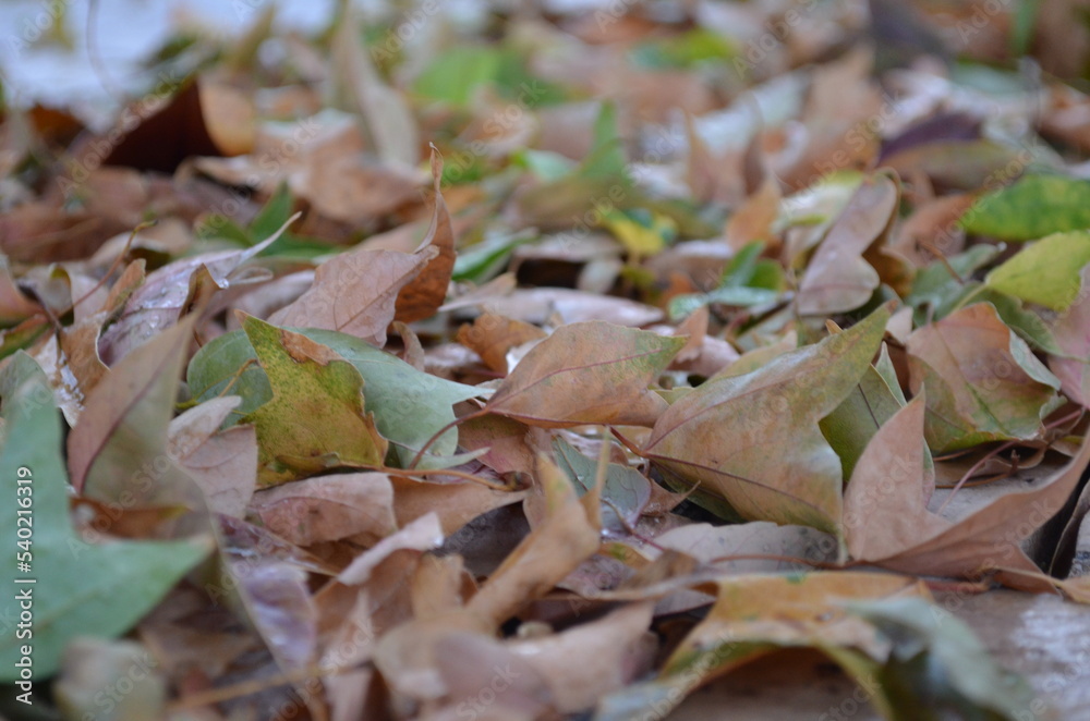 autumn leaves on the ground autumn leaves on the ground