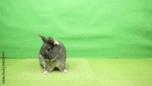 後ろ脚を舐めて綺麗にしているウサギ
