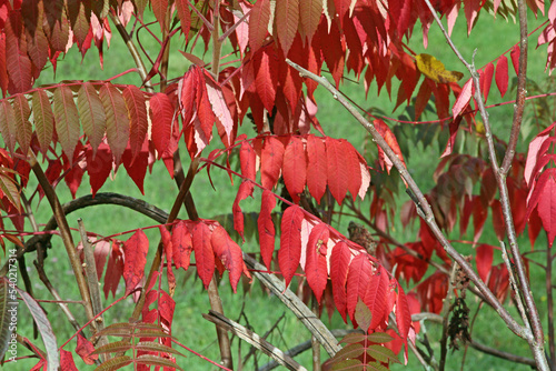 Herbstblätter Essigbaum photo