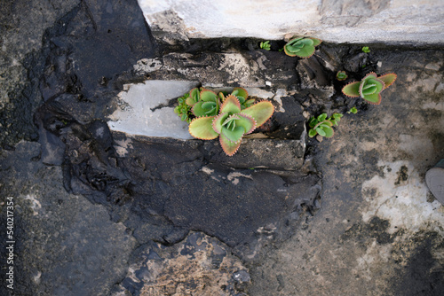 Wallpaper Mural plant growing in soil Torontodigital.ca