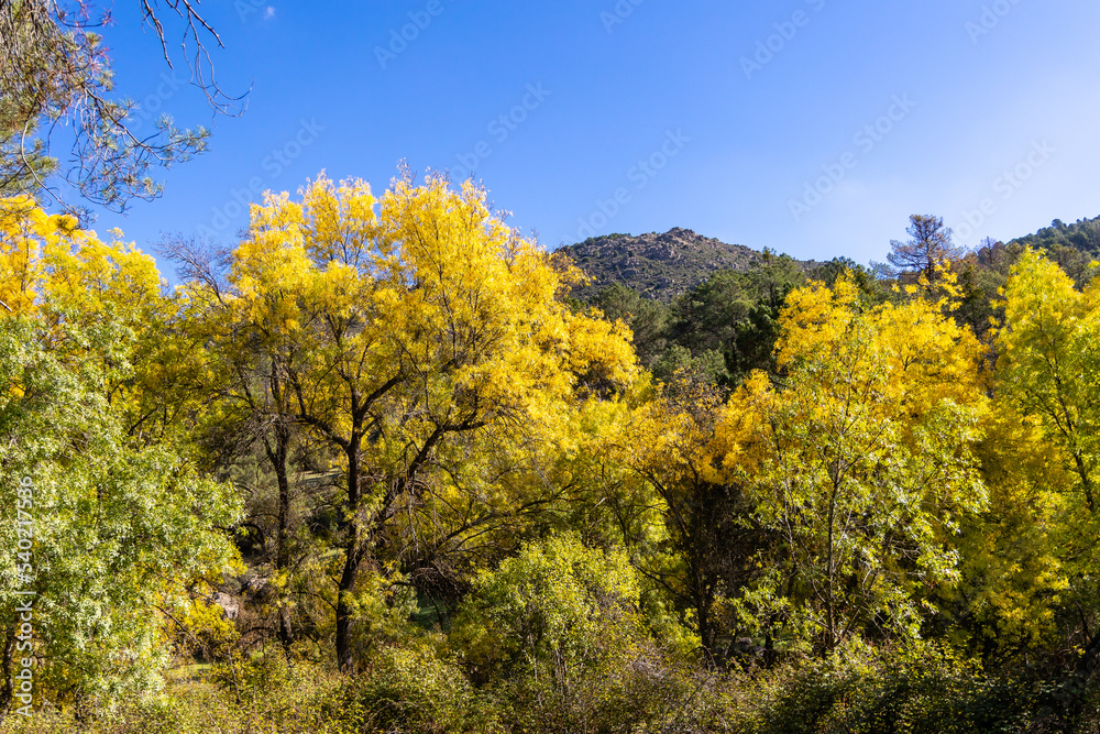 Fototapeta premium first autumn colors on the banks of the Cofio river in Robledo de Chavela, Madrid