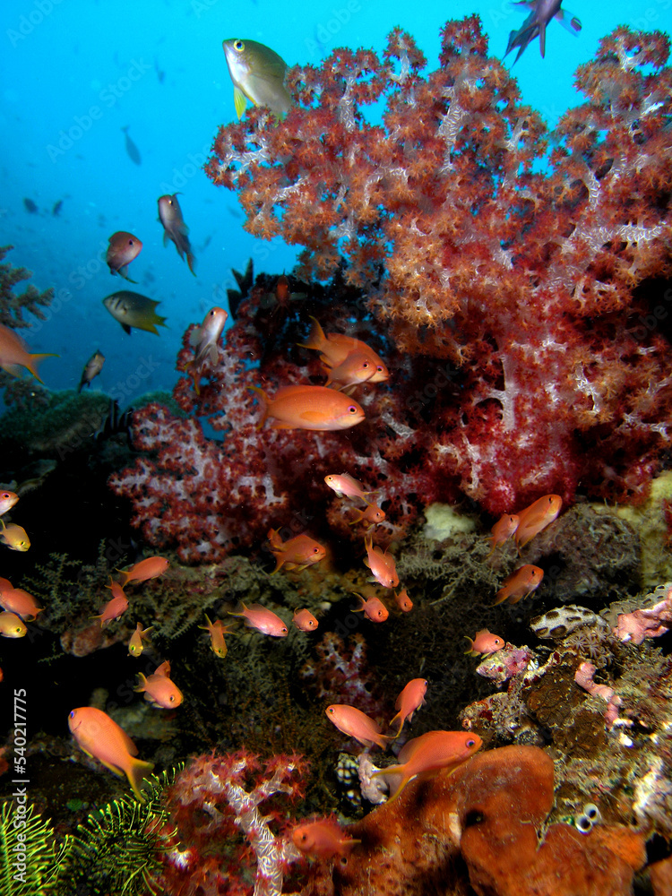 Anthias in soft coral Anthias in soft coral