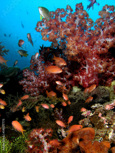 Anthias in soft coral