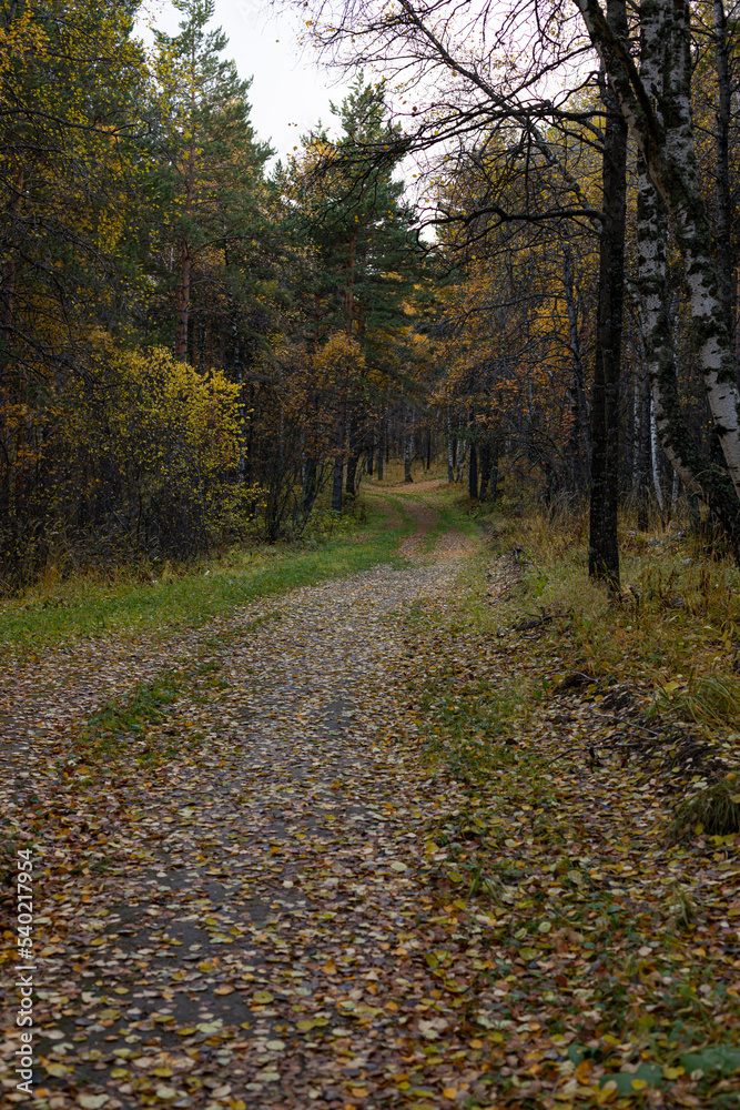 Autumn forest road on autumn background in October, rainy weather Autumn forest road on autumn background in October, rainy weather