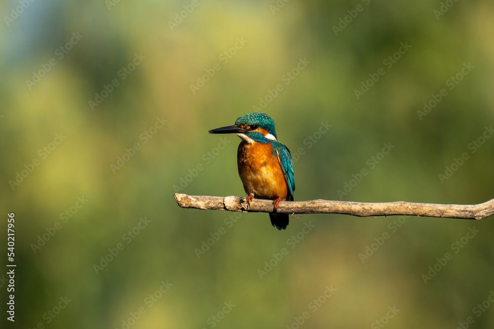Fototapeta premium kingfisher on the branch