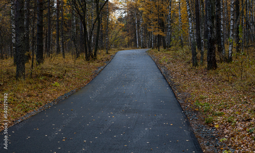 Obraz premium Wet asphalt road leading through autumn forest in vibrant colors on a rainy day. Moist paved road in the embrace of lush forest trees in amazing shades of fall season. Beautiful woods in fall shades.