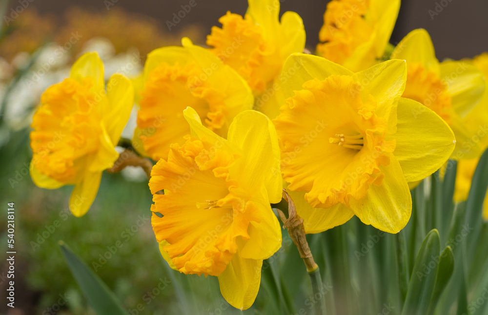 Yellow flowers daffodils in a flower bed. Spring flower Narcissus. Beautiful bush in the garden. Nature background. Spring flowering bulb Daffodil plants