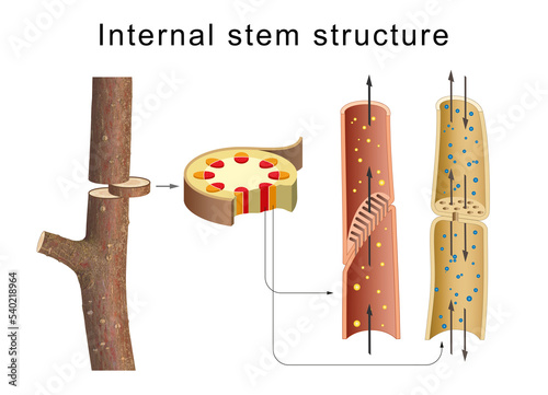 Internal anatomy of the tree stem photo
