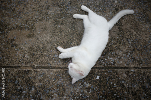 Wallpaper Mural cat on the ground Torontodigital.ca