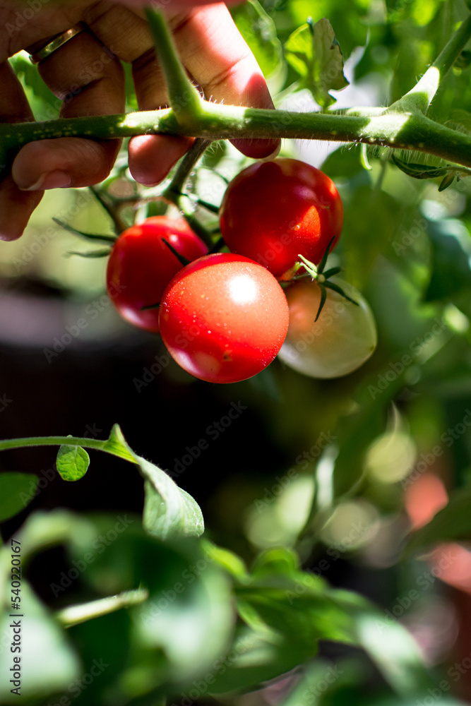 African American woman hands lifting vine of ripe and unripe red cherry tomatoes in the garden