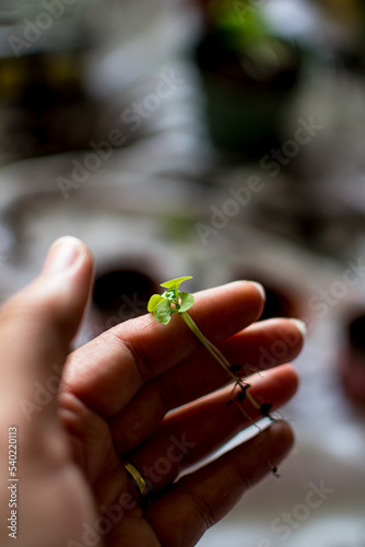 Macro close up of basil seedlings in Black womans hands