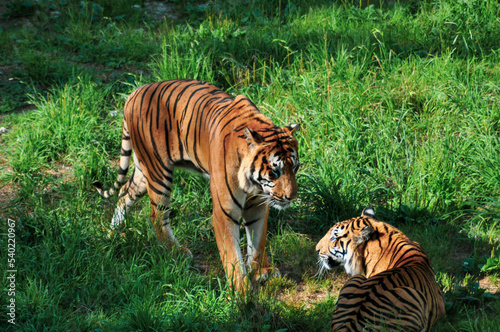 Dos tigres mir  ndose mientras uno se acerca a   l y el otro est   acostado.